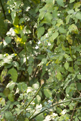 Justiciinae
