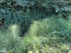 Equisetum telmateia telmateia