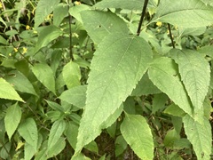 Helianthus decapetalus