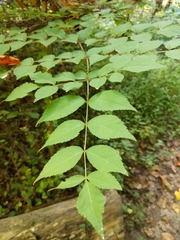 Aralia
