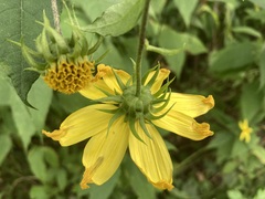 Helianthus decapetalus