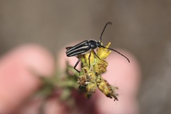 Perarthrus vittatus