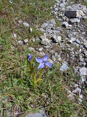 Gentianopsis ciliata