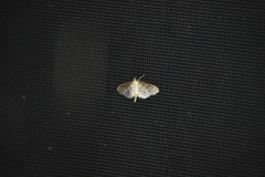 Herpetogramma pertextalis