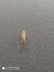 Conocephalus goianus