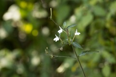 Justiciinae
