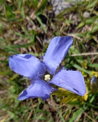 Gentianopsis ciliata
