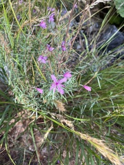 Chamaenerion dodonaei
