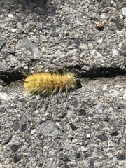 Acronicta americana
