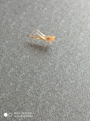 Conocephalus goianus