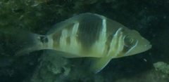 Hypoplectrus puella