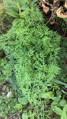 Cenolophium denudatum