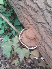 Ganoderma applanatum