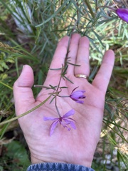 Chamaenerion dodonaei