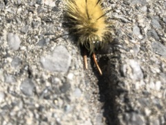 Acronicta americana