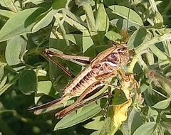 Metrioptera brachyptera