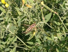 Metrioptera brachyptera