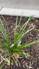 Liriope muscari