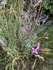 Chamaenerion dodonaei