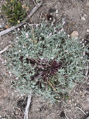 Chaenactis thompsonii