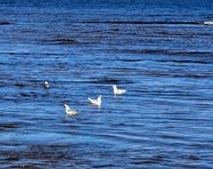 Laridae