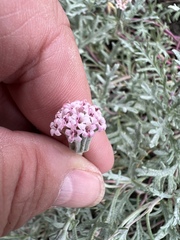 Chaenactis thompsonii