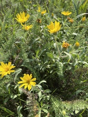 Heterotheca villosa