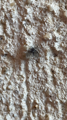 Clogmia albipunctata