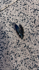 Hydrophilus triangularis