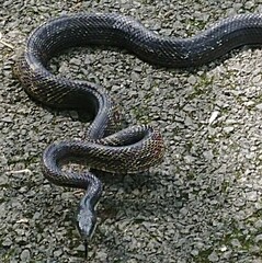 Pantherophis spiloides