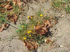 Crepis capillaris