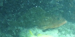 Epinephelus guttatus