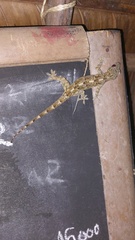 Hemidactylus platycephalus