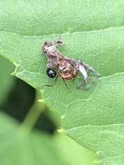 Camponotus decipiens