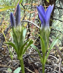 Gentianopsis