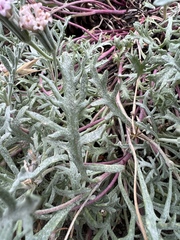 Chaenactis thompsonii