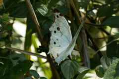 Protogoniomorpha parhassus