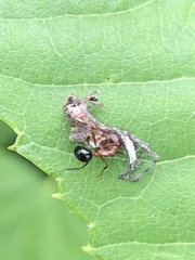 Camponotus decipiens