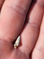 Cochlicella acuta