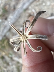 Chaenactis thompsonii