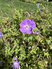 Geranium sanguineum