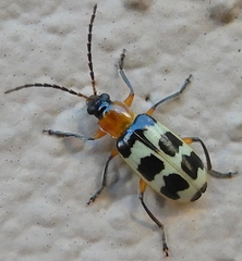 Paranapiacaba tricincta