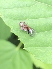 Camponotus decipiens