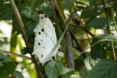 Protogoniomorpha parhassus