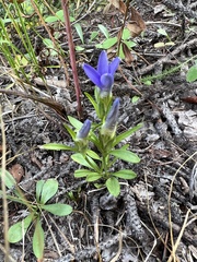 Gentianopsis