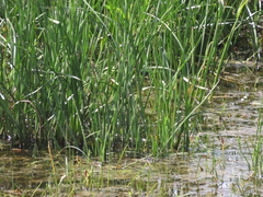 Schoenoplectus tabernaemontani