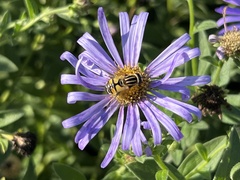 Helophilus trivittatus