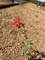 Nyctaginia capitata