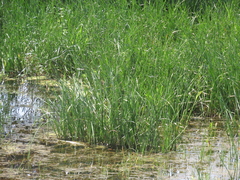 Schoenoplectus tabernaemontani