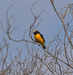 Euphonia chlorotica